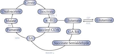 The Role of Succinic Acid Metabolism in Ovarian Cancer